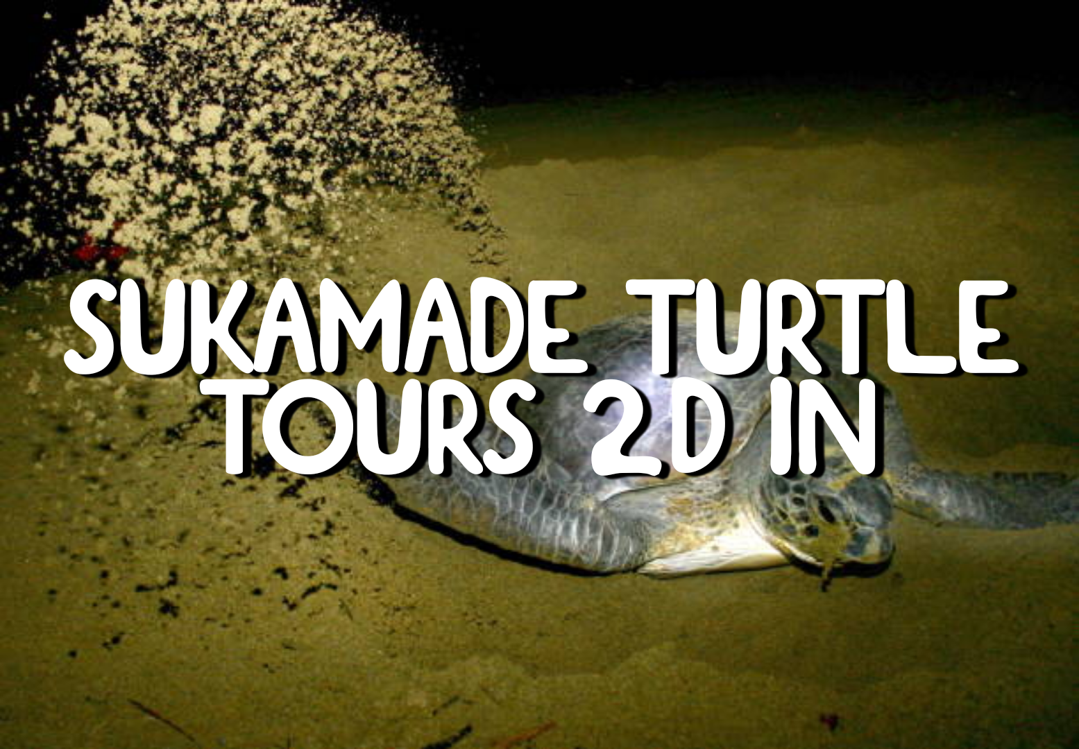 SUKAMADE TURTLE TOURS 2D 1N ALL INCLUSIVES - YOGYA BROMO IJEN BALI TOUR